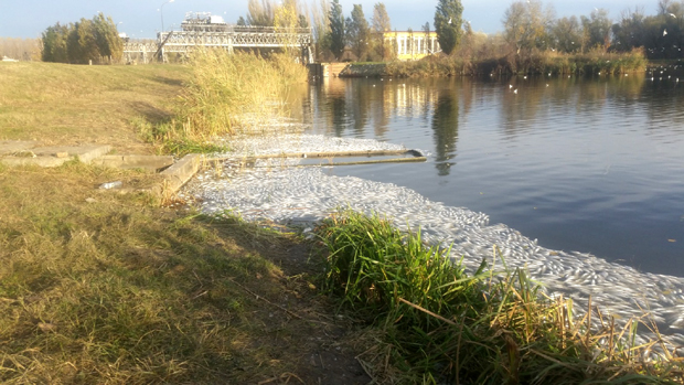 Загађена угинула риба завршила У НАШИМ ТАЊИРИМА: Шокантан епилог помора у Великом бачком каналу